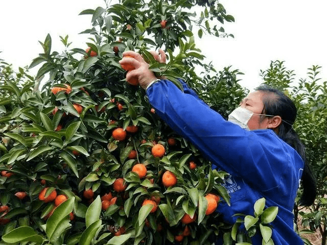 沙糖桔产业最新动态，变迁与地位回顾